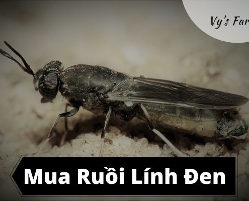 Cách Mua Ruồi Lính Đen