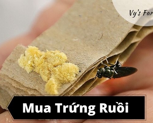 Mua Trứng Ruồi Lính Đen