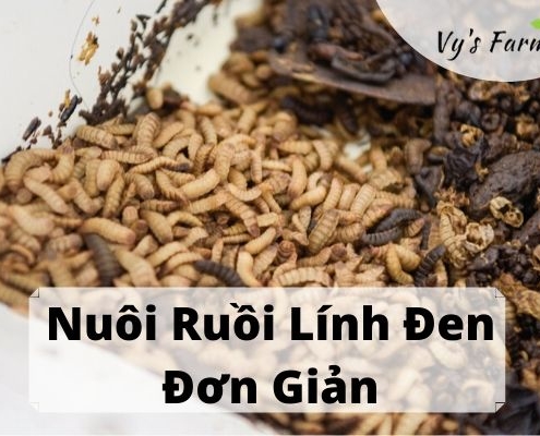 cách nuôi ruồi lính đen đơn giản