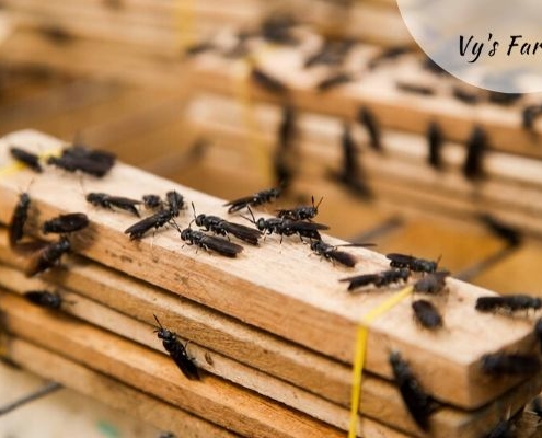 khay đẻ trứng của ruồi lính đen