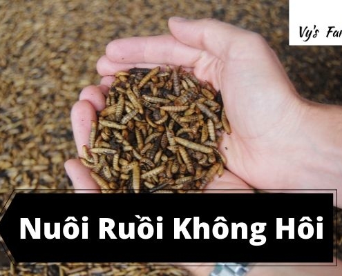 Nuôi Ruồi Lính Đen Không Hôi (3)