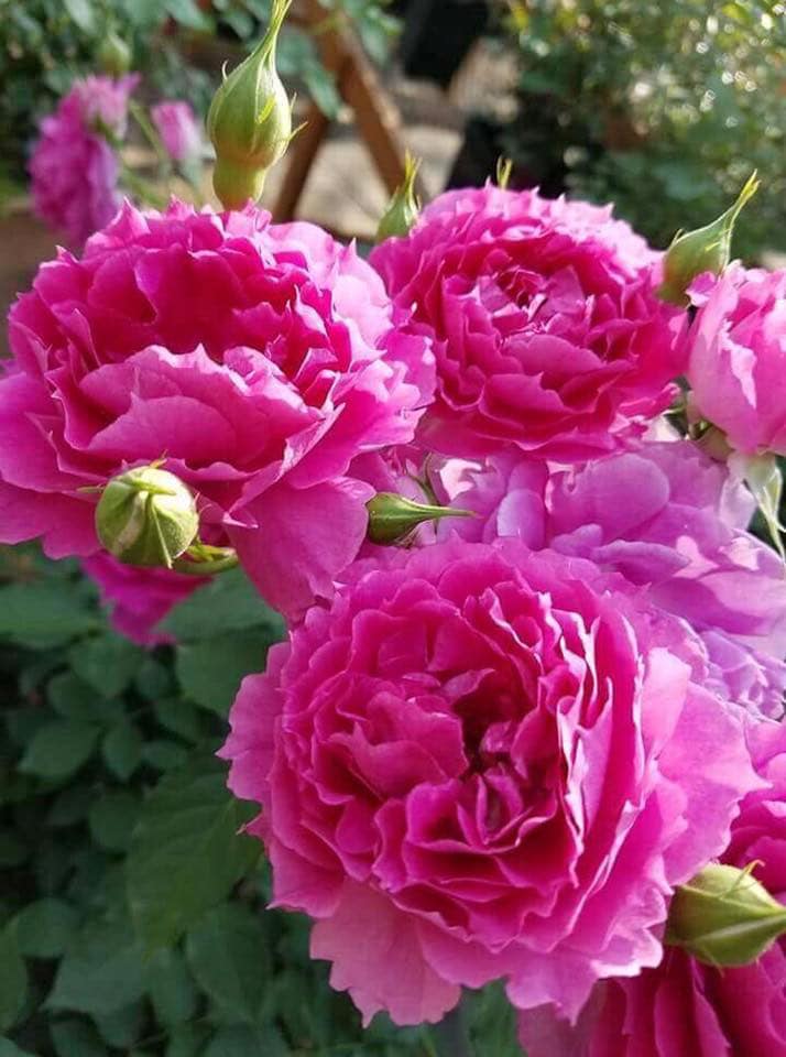 Hoa hồng Sheherazad