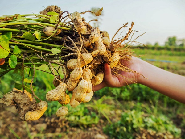 Cây đậu phộng có khả năng cố định nito trong đất rất tốt