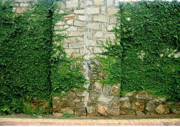Nói đến loại cây dây leo tường được yêu thích thì cây thằm lằn cũng là cái tên không thể kể thiếu