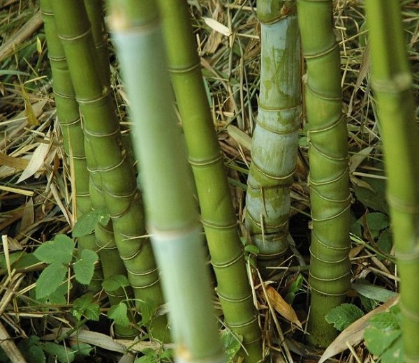 Trúc Hoá Long là một trong những loại cây quý hiếm ở Việt Nam có nguy cơ tuyệt chủng
