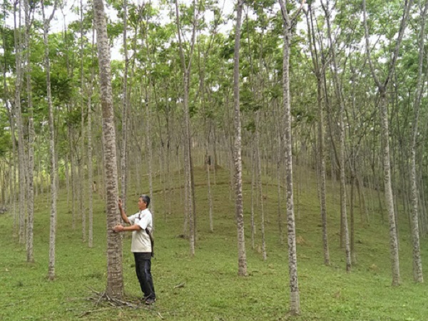 Cây xoan đào cũng được đánh giá là một trong những loại cây trồng nhanh cho lấy gỗ