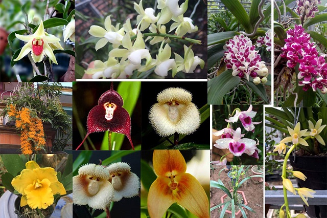Thế giới hoa lan xuất hiện đa dạng giống loài với những đặc điểm hình thái riêng
