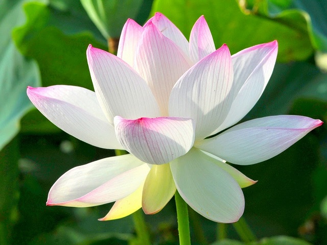 Hoa sen tượng trưng cho sự vươn lên, sự quyết tâm và sự trong sạch không vướng bụi trần