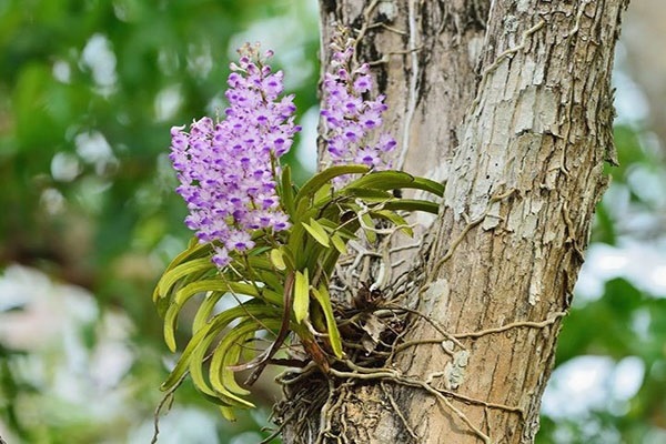 Hoa lan rừng có thể sống và phát triển khi treo mình trên các thân gỗ