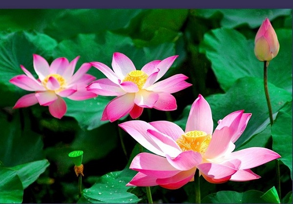 Hoa sen là loài hoa xinh đẹp được trồng ở nhiều nơi trên thế giới