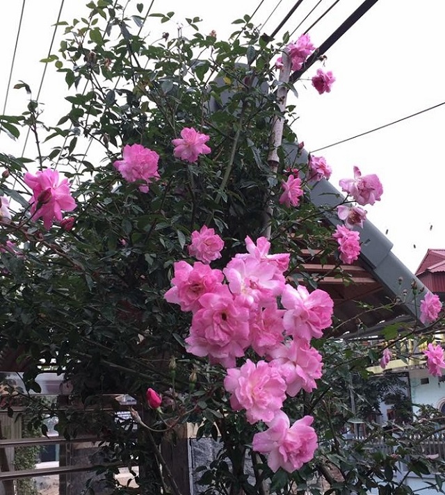 Hoa hồng Quế xuất hiện rất nhiều trong vườn nhà, ban công của các gia đình