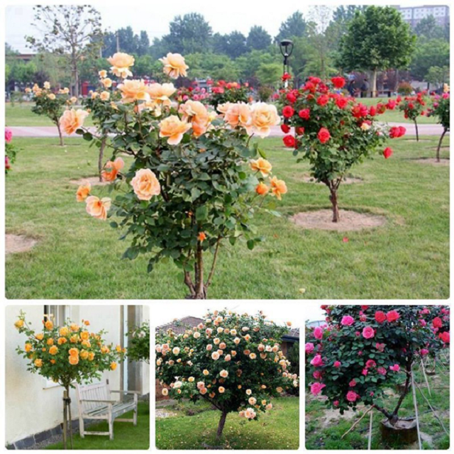 Hoa hồng thân gỗ thường xuyên được cắt tỉa sẽ giữ dáng cây luôn đẹp