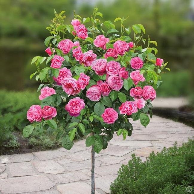 Thông thường cây hoa hồng thân gỗ có chiều cao từ 1-2m