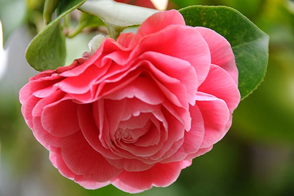 Hiện tại có nhiều giống cây hoa hồng trà khác nhau