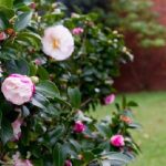 Cây hoa hồng trà phát triển tốt nhất ở độ ẩm không khí 50 - 70%