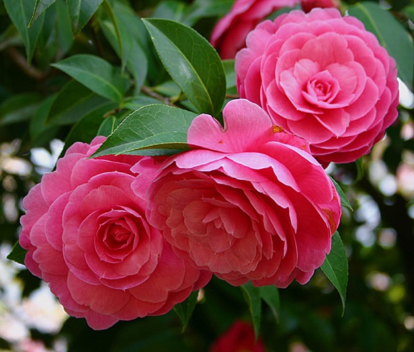 Bạn cần chú ý luôn giữ cho lá của cây hoa hồng trà sạch sẽ để cây dễ dàng quang hợp
