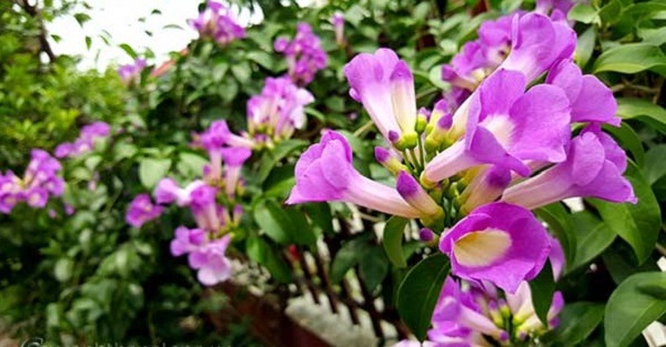Hoa lan tỏi là một loại hoa dây leo có mùi gần giống với mùi tỏi
