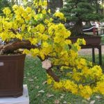 Cây mai bonsai với những dáng cây đẹp mang ý nghĩa phong thủy ngày càng được ưa chuộng