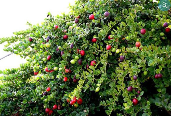 Cây siro - Đặc điểm, cách trồng và chăm sóc cây siro 6