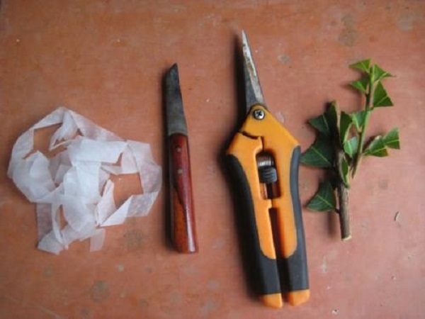 Cần chuẩn bị đầy đủ các dụng cụ cần thiết để ghép cho cây mai
