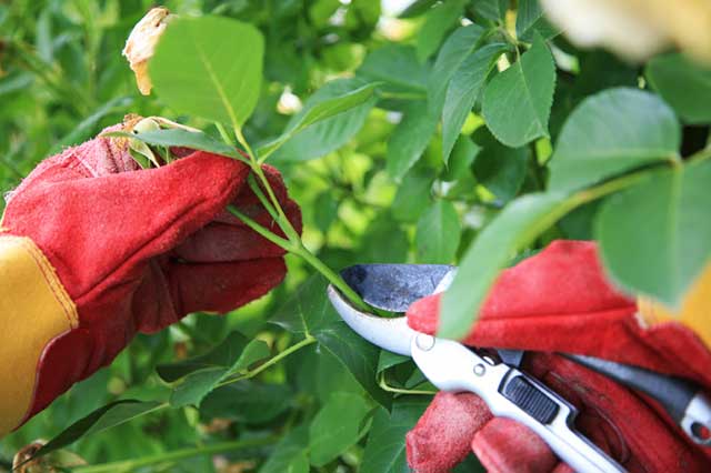 Cách chăm sóc cây hoa hồng – tỉa cành