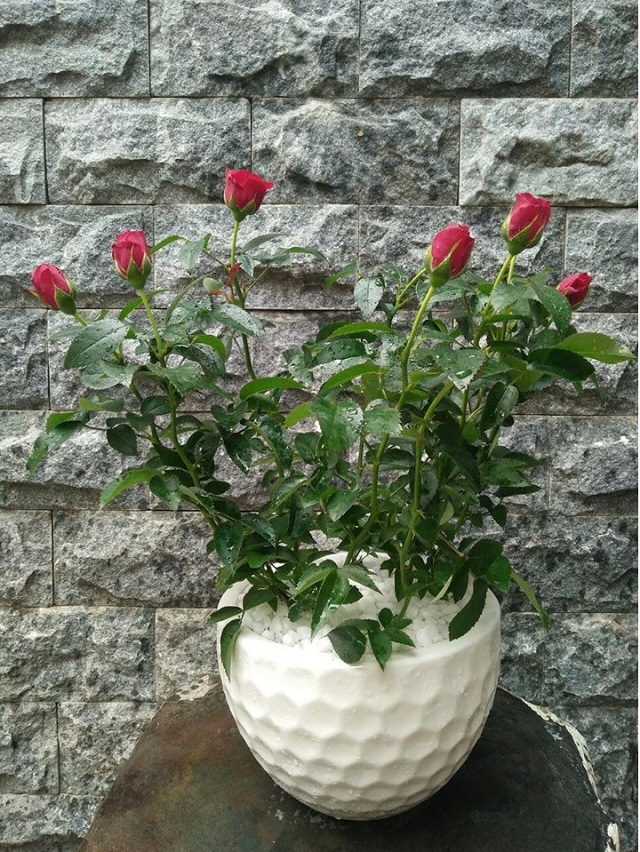 Nên tưới nước cho chậu hoa hồng nhỏ vào sáng sớm hoặc chiều tối