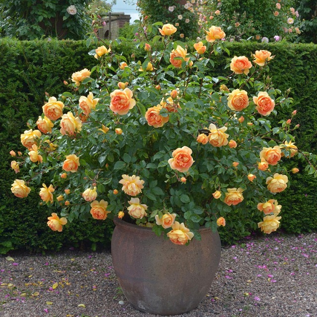Hoa hồng bụi thường có kích thước lớn, nở bông đơn