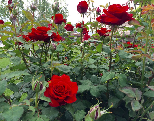 Hoa hồng nhung là một trong những loại hoa hồng đẹp và được trồng phổ biến