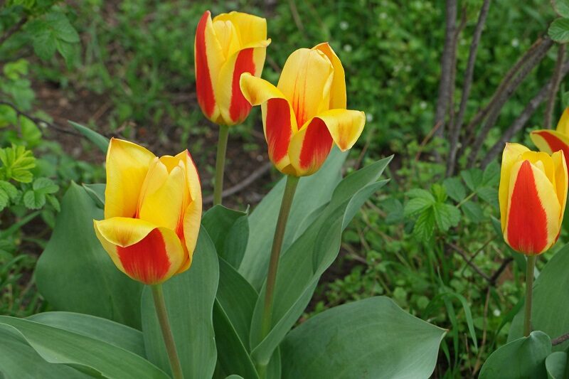 Hoa Dep Hoa Tulip 800x533