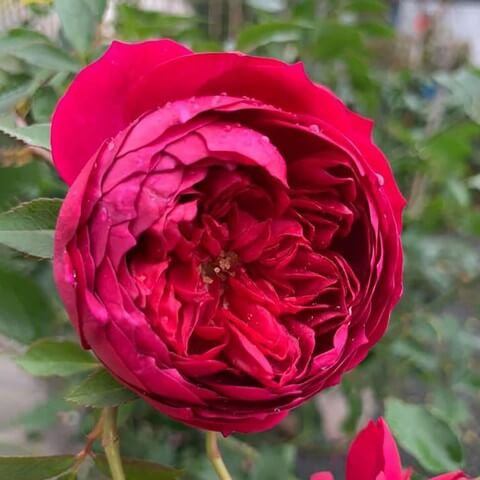 Hoa hồng Autumn là giống hồng ngoại đang được ưa chuộng