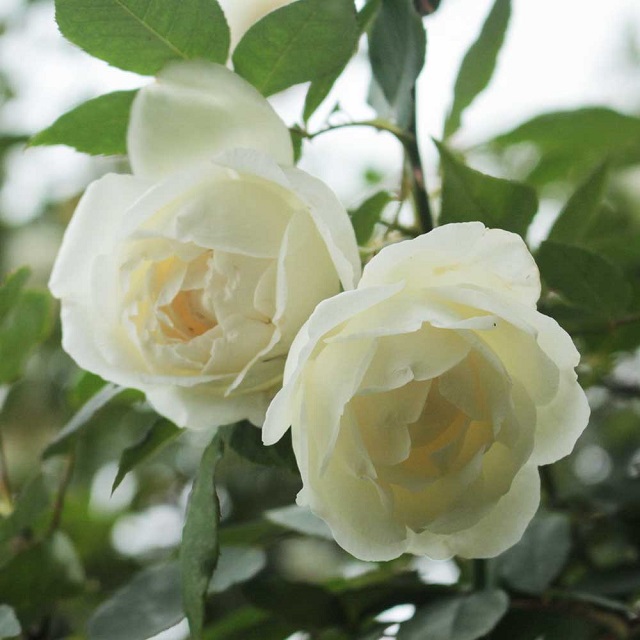 Hoa hồng bạch cổ có thể sinh trưởng tốt nơi có điều kiện ánh sáng cao