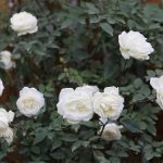 Cây hoa hồng cổ ưa sống trong môi trường có độ ẩm từ 70 - 80%