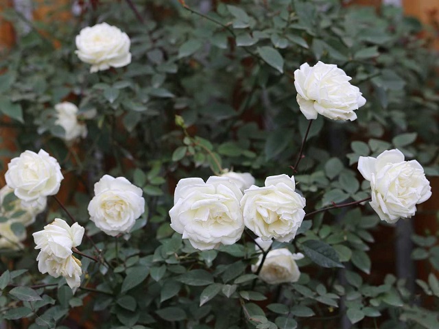 Cây hoa hồng cổ ưa sống trong môi trường có độ ẩm từ 70 - 80%