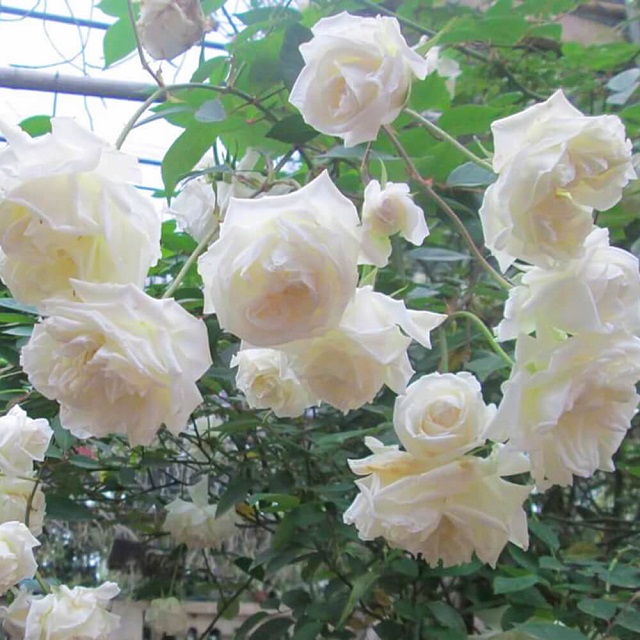 Hoa hồng bạch cổ còn được dân gian gọi là hoa hồng trắng
