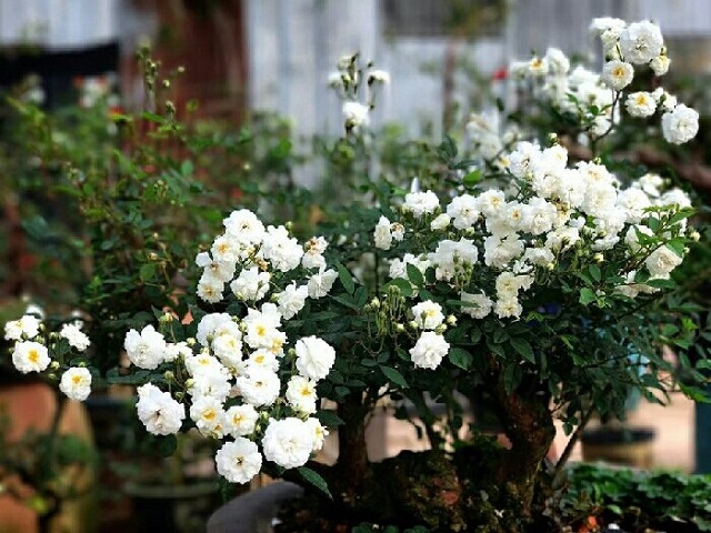 Hoa hồng bạch trà định kỳ 15 ngày cần bón phân 1 lần