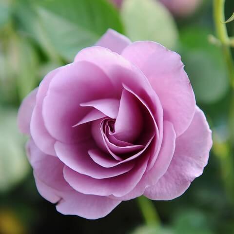 Hoa hồng Blue Storm được đánh giá là giống hồng tím Nhật đẹp nhất