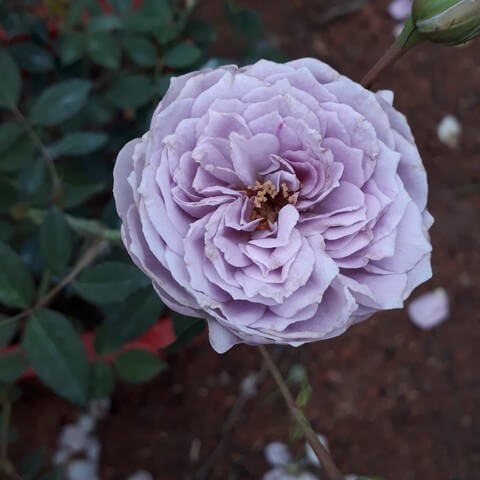 Hoa hồng Blue Storm có kích cỡ bông lớn, cánh dày