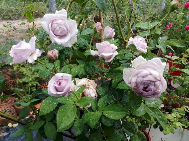 Hoa hồng Blue Storm dễ thích nghi, tốc độ sinh trưởng nhanh