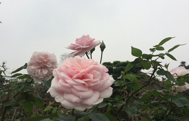 Hoa hồng cổ Vân Khôi nên được bón phận định kỳ 4 - 6 tháng 1 lần