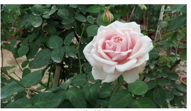Hoa hồng Văn Khôi có khả năng kháng bệnh cao