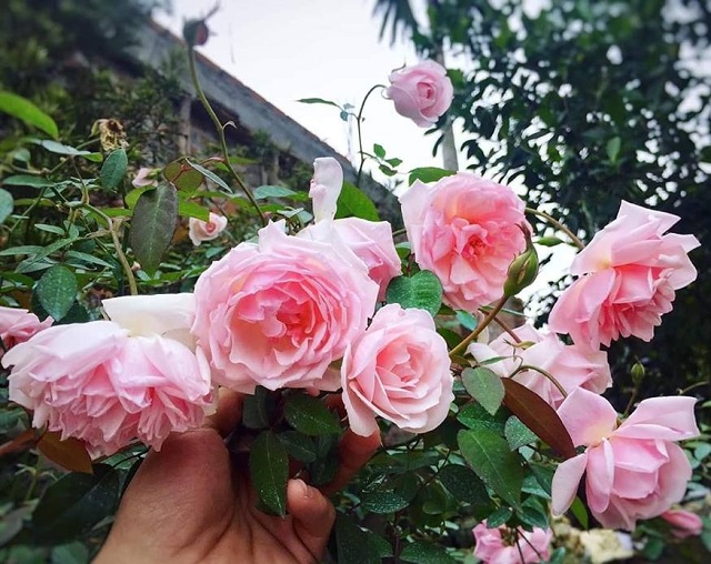 Hoa hồng đào cổ thuộc giống hoa hồng bụi với khả năng sinh trường khá tốt