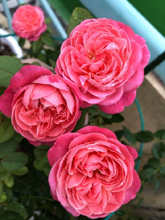 Đặc điểm của loại hoa hồng này là ra hoa rất sai, nở hoa liên tục