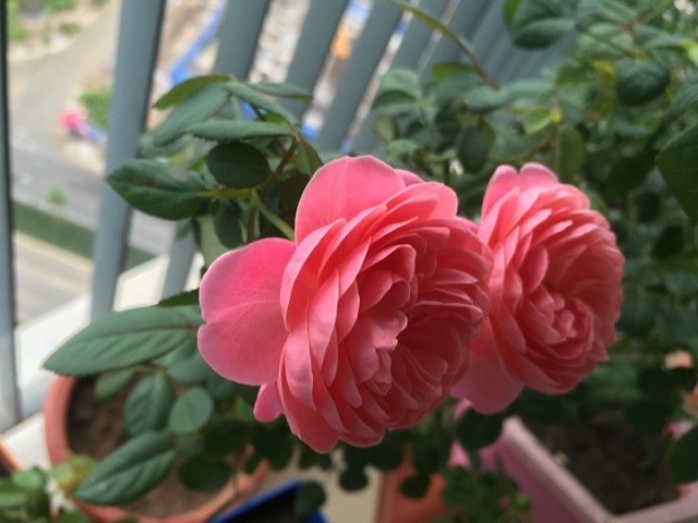 Hoa hồng Dream Light gây ấn tượng bởi vẻ đẹp ngọt ngào