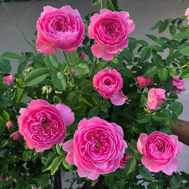 Mặc dù là hoa hồng ngoại nhưng hoa hồng For Your Home rất dễ để chăm sóc