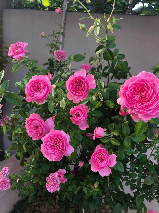 Cây hoa hồng For Your Home mỗi ngày cần nhận từ 6 - 8h chiếu sáng