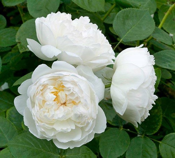 Hoa hồng Glamis là giống hoa hồng ngoại khá dễ chăm sóc