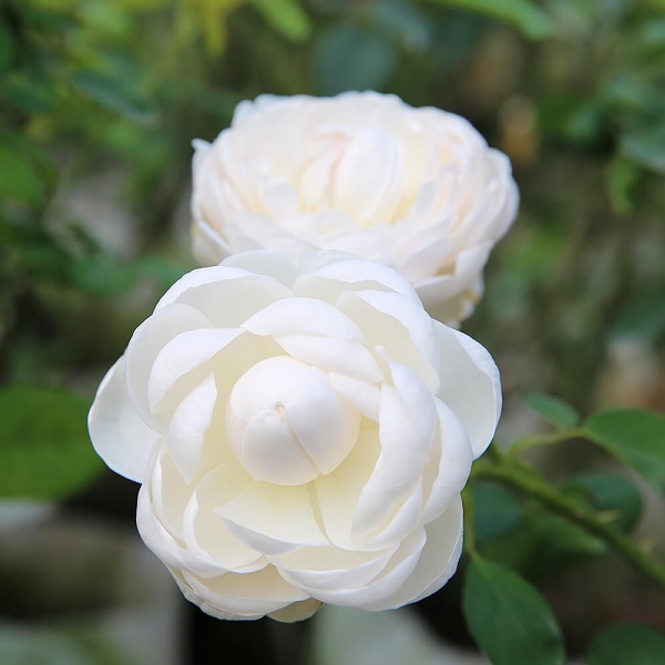 Hoa hồng Glamis có khả năng kháng bệnh rất tốt
