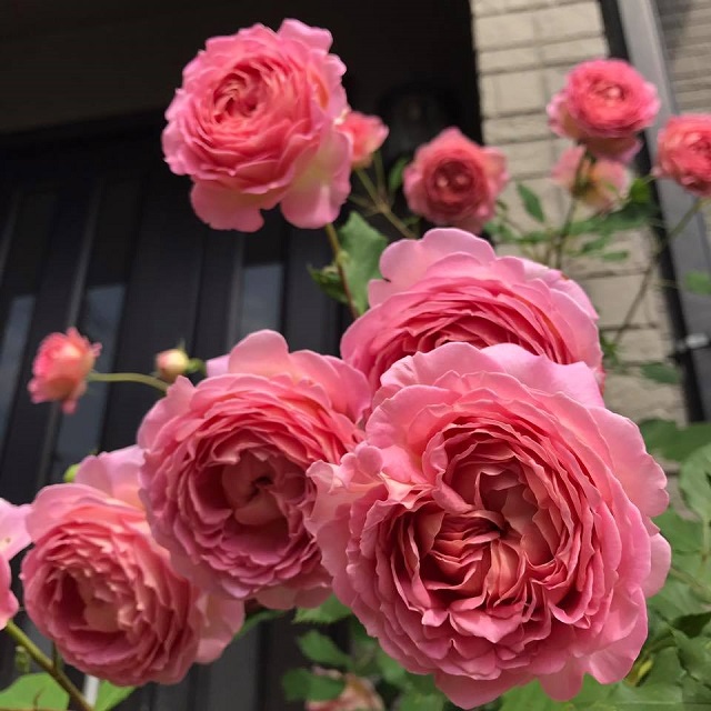 Hoa hồng Jubilee Celebration có độ lặp nhanh, hoa lâu tàn