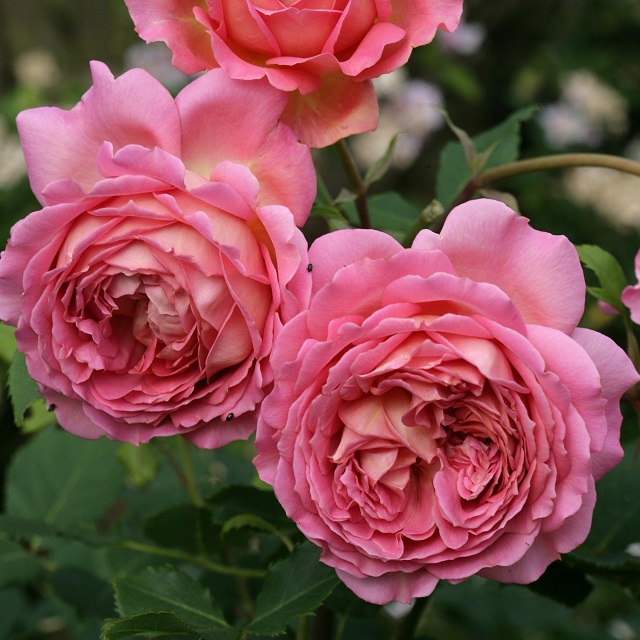 Để chăm sóc cây hoa hồng Jubilee Celebration bạn cần chú ý tỉa cành và vệ sinh chậu cây thường xuyên