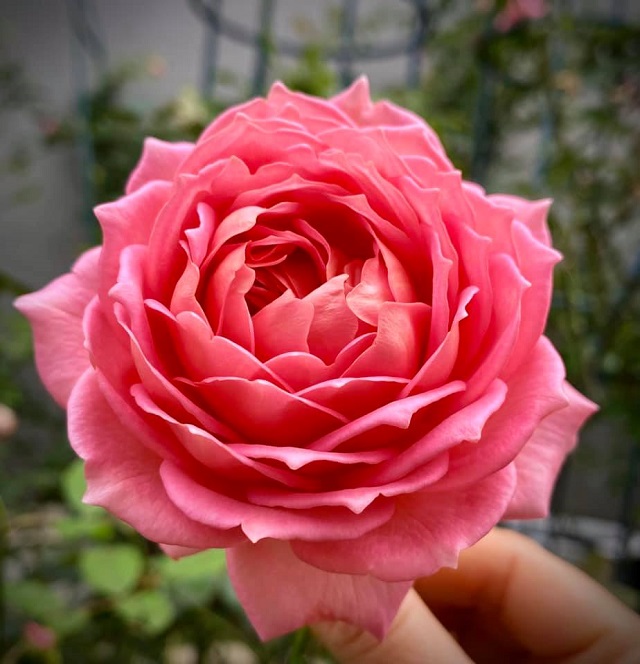 Hoa hồng Jubilee Celebration có hương thơm nhẹ nhàng và thoang thoảng chút mùi sả